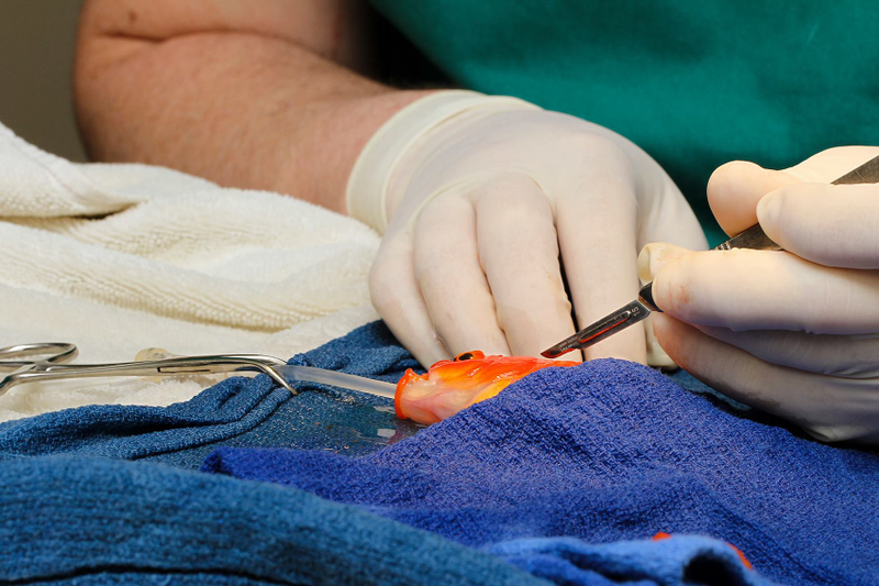 Illustration for article titled Australian Vet Removed a Brain Tumor From a Goldfish Named George